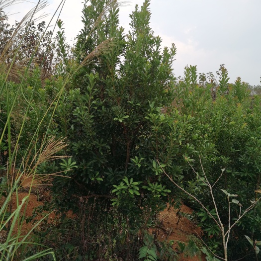 安顺 杨梅树