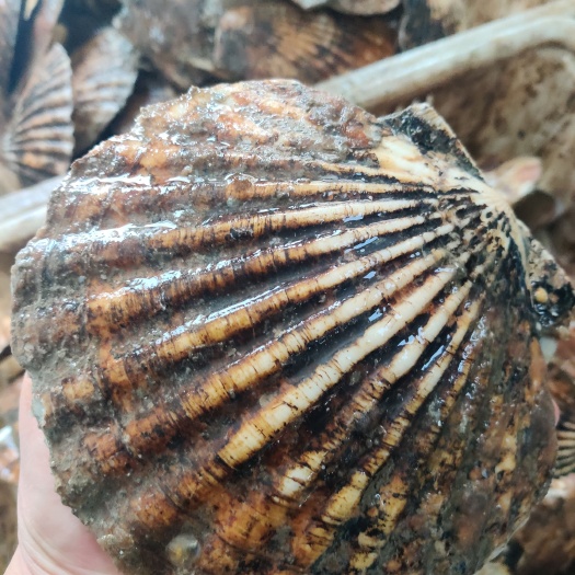 北极贝  夏怡贝！产自渤海湾的夏怡贝！