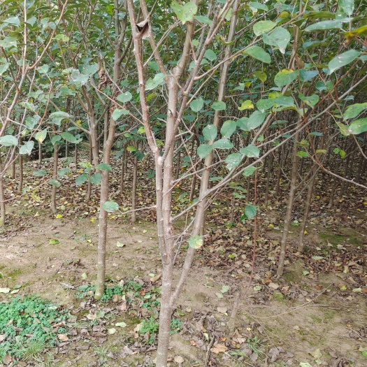 围场县金红苹果苗  123苹果树苗