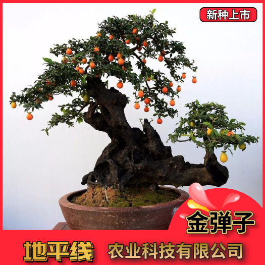 沭阳县新采金弹子种子 鸡血红老鸦柿种子梨形葫芦果灯泡型盆景盆栽种子