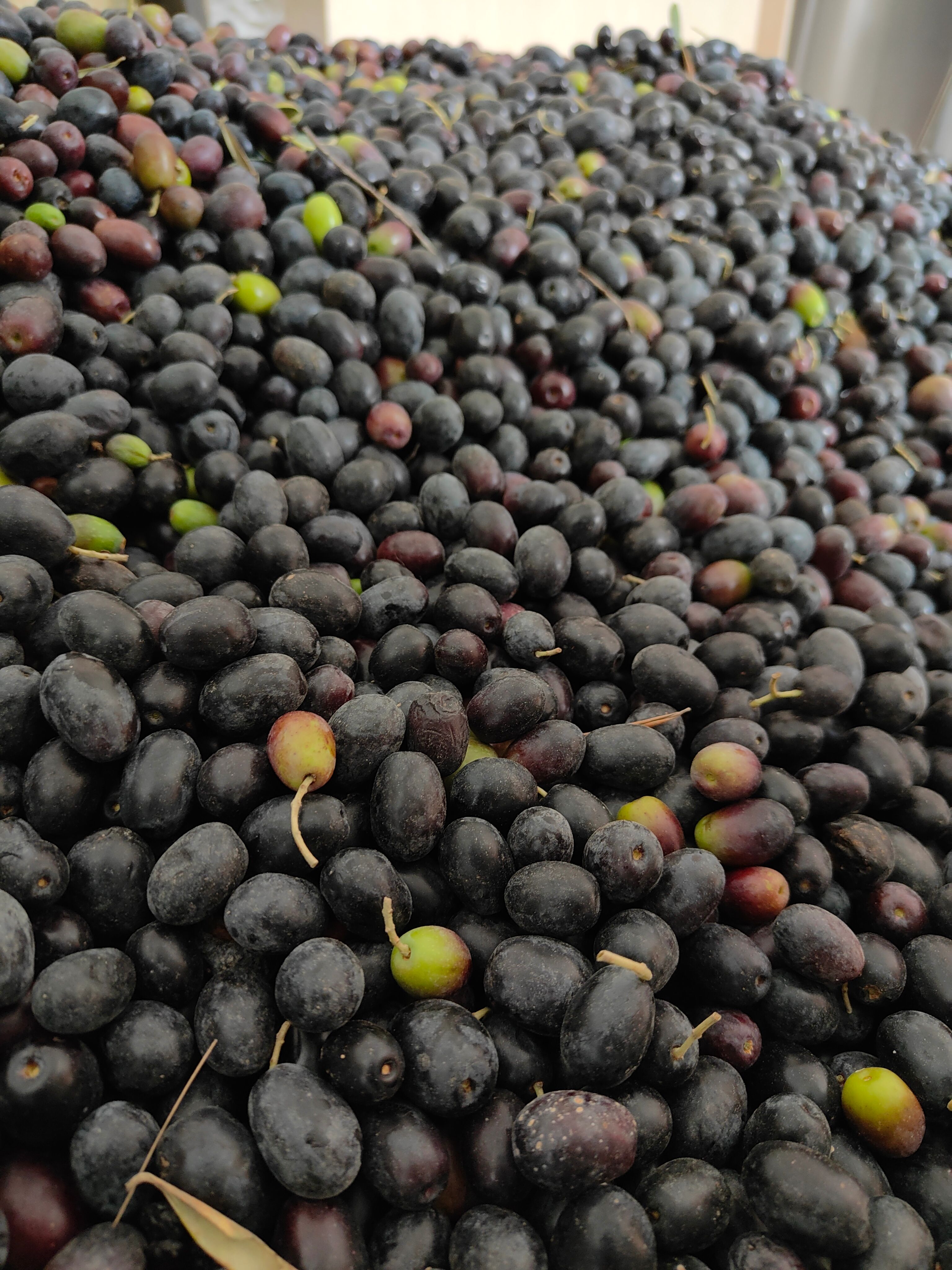 陇南武都特级初榨橄榄油，优质橄榄鲜果。