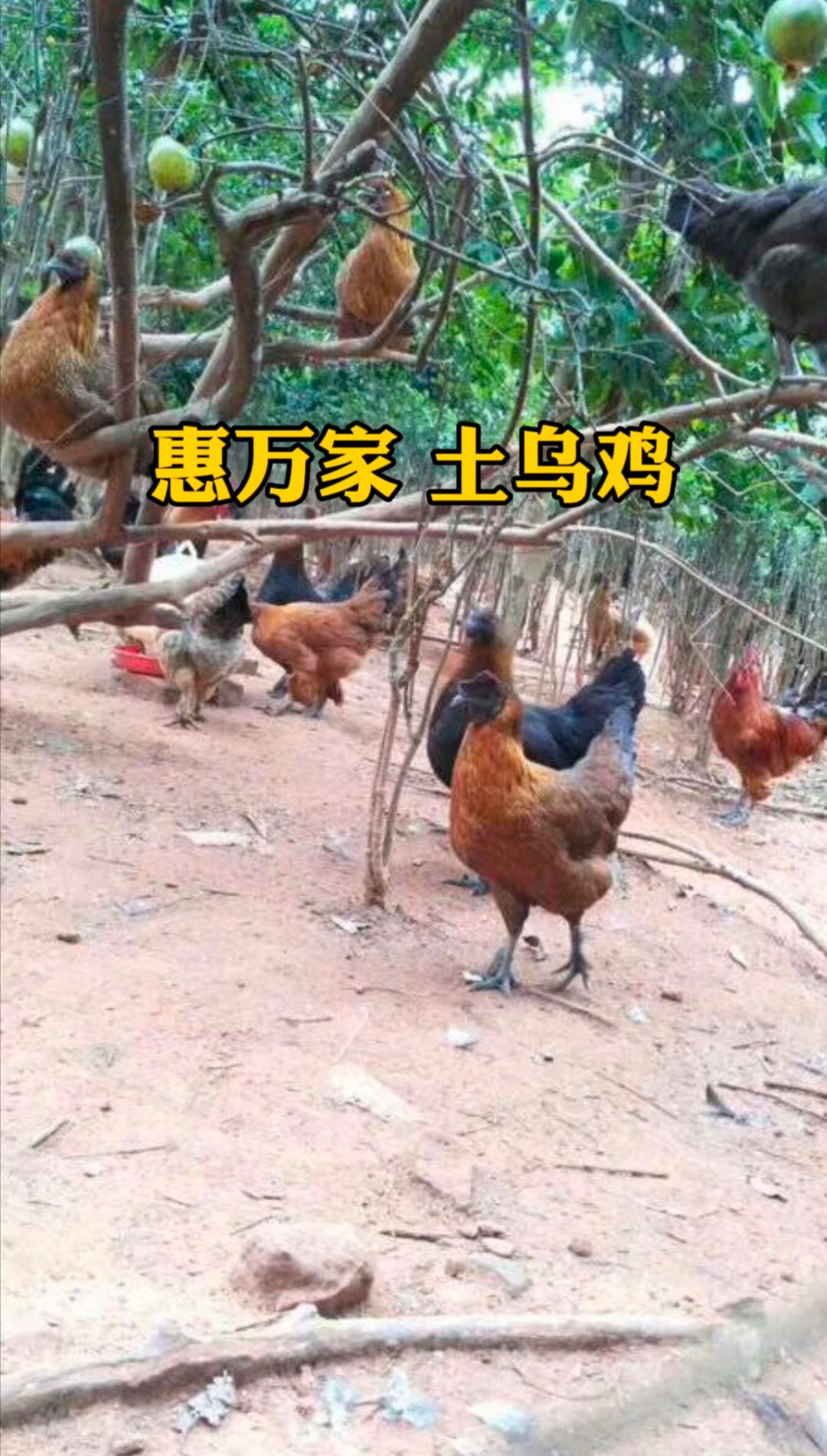 高脚乌土鸡苗 高细脚土鸡苗 白皮土鸡苗 乌皮土鸡苗