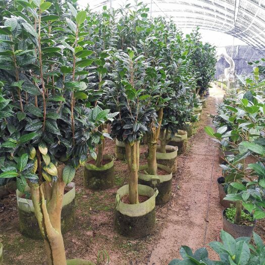 漳平市金花茶盆栽  黄樽金花茶原生嫁接树苗精品盆栽名贵珍稀大颗山茶花品种庭院花卉