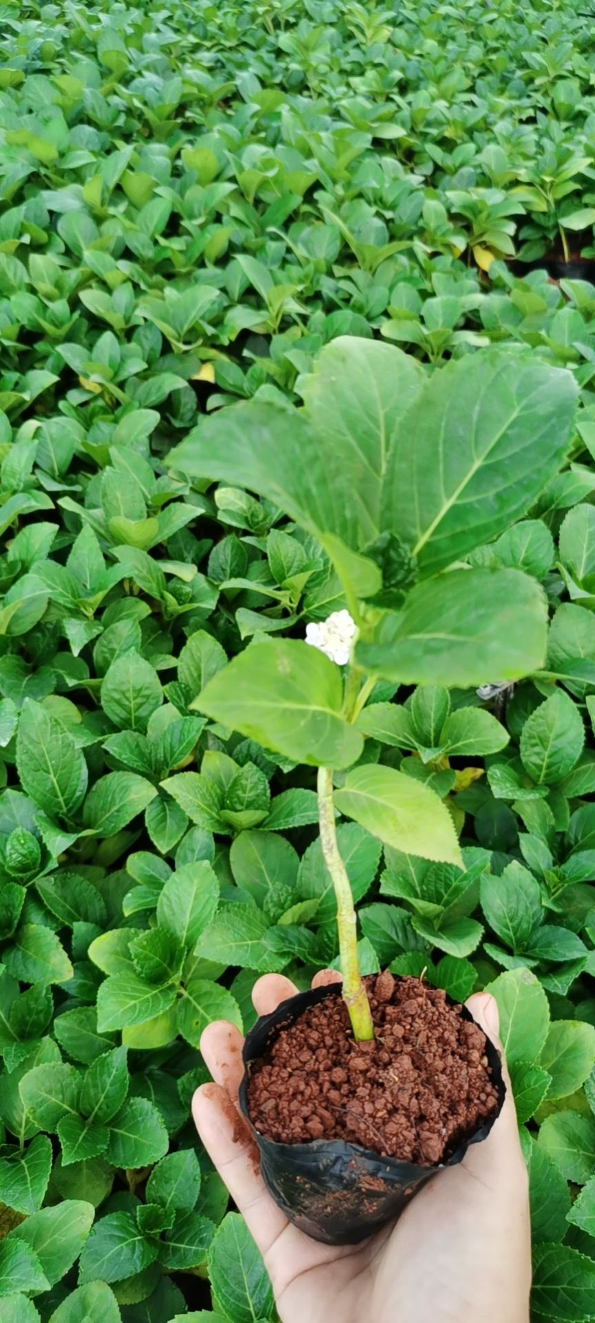 无尽夏绣球  绣球小苗  昆明绣球花苗重瓣安娜八仙花绣球种苗