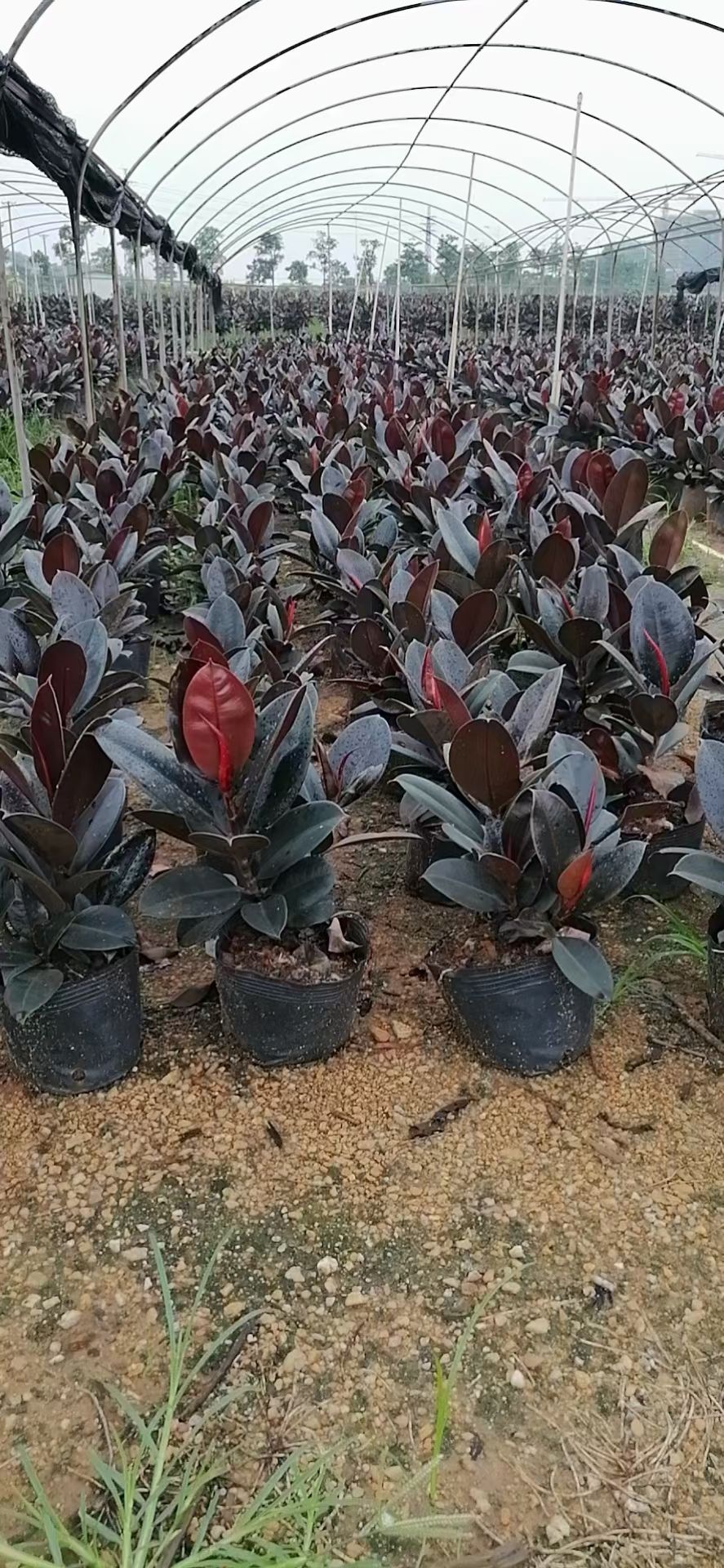 橡皮树盆栽 客厅办公室内观叶花卉绿植别名黑金刚植物