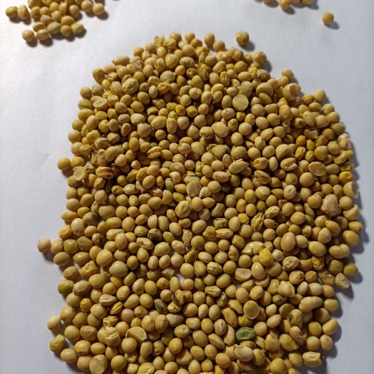 北安市东升系列 优质豆瓣榨油专用