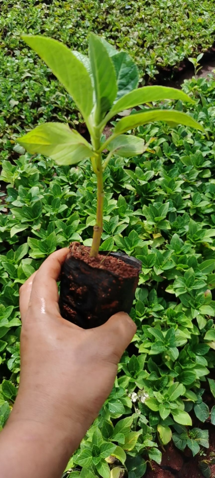 无尽夏绣球  绣球小苗  昆明绣球花苗重瓣安娜八仙花绣球种苗
