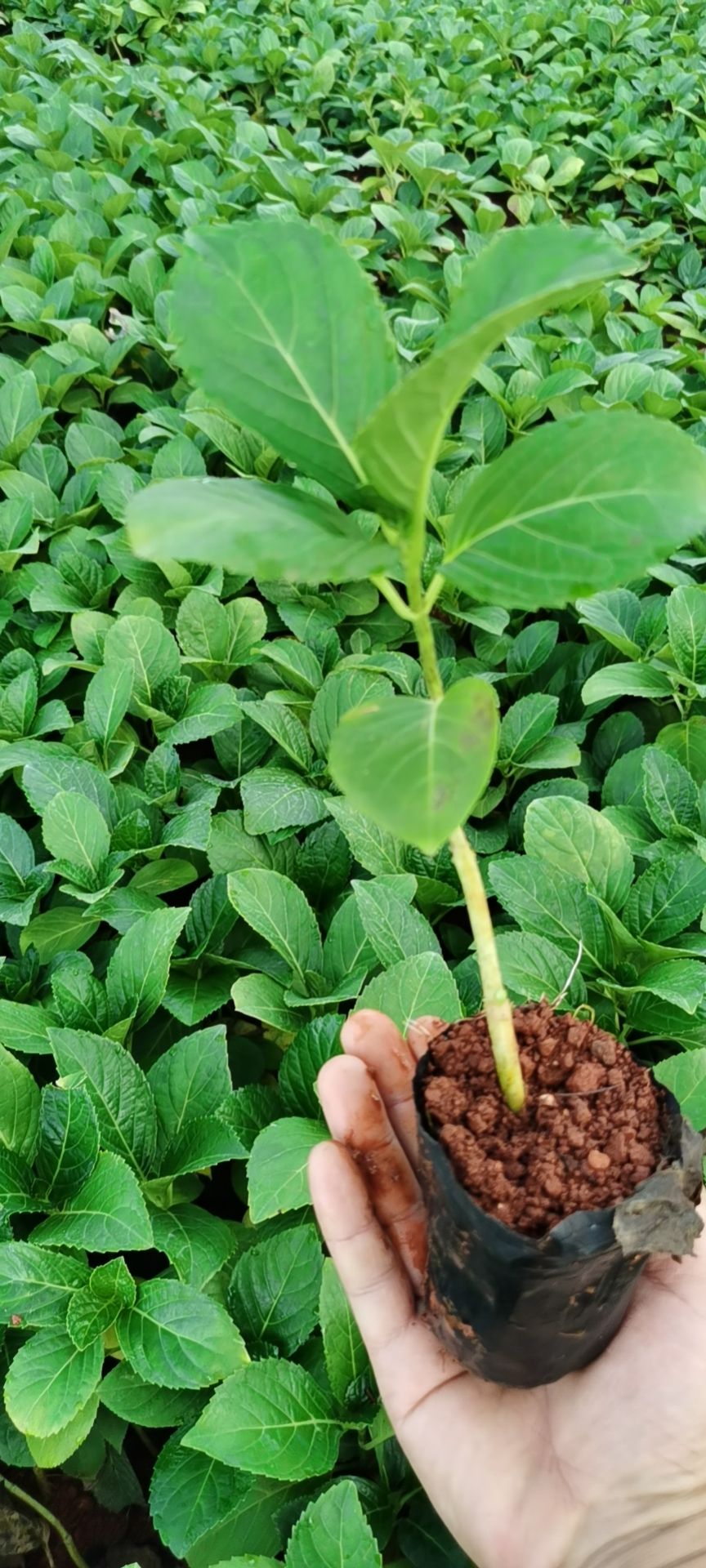 无尽夏绣球  绣球小苗  昆明绣球花苗重瓣安娜八仙花绣球种苗