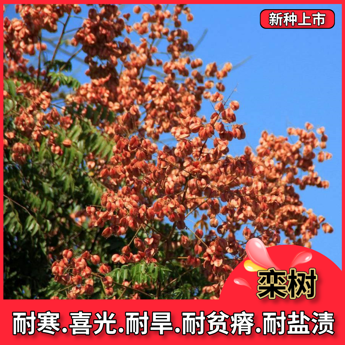 沭阳县当年新采栾树种子黄山栾树种子南栾灯笼树种子北京栾树种子林木树