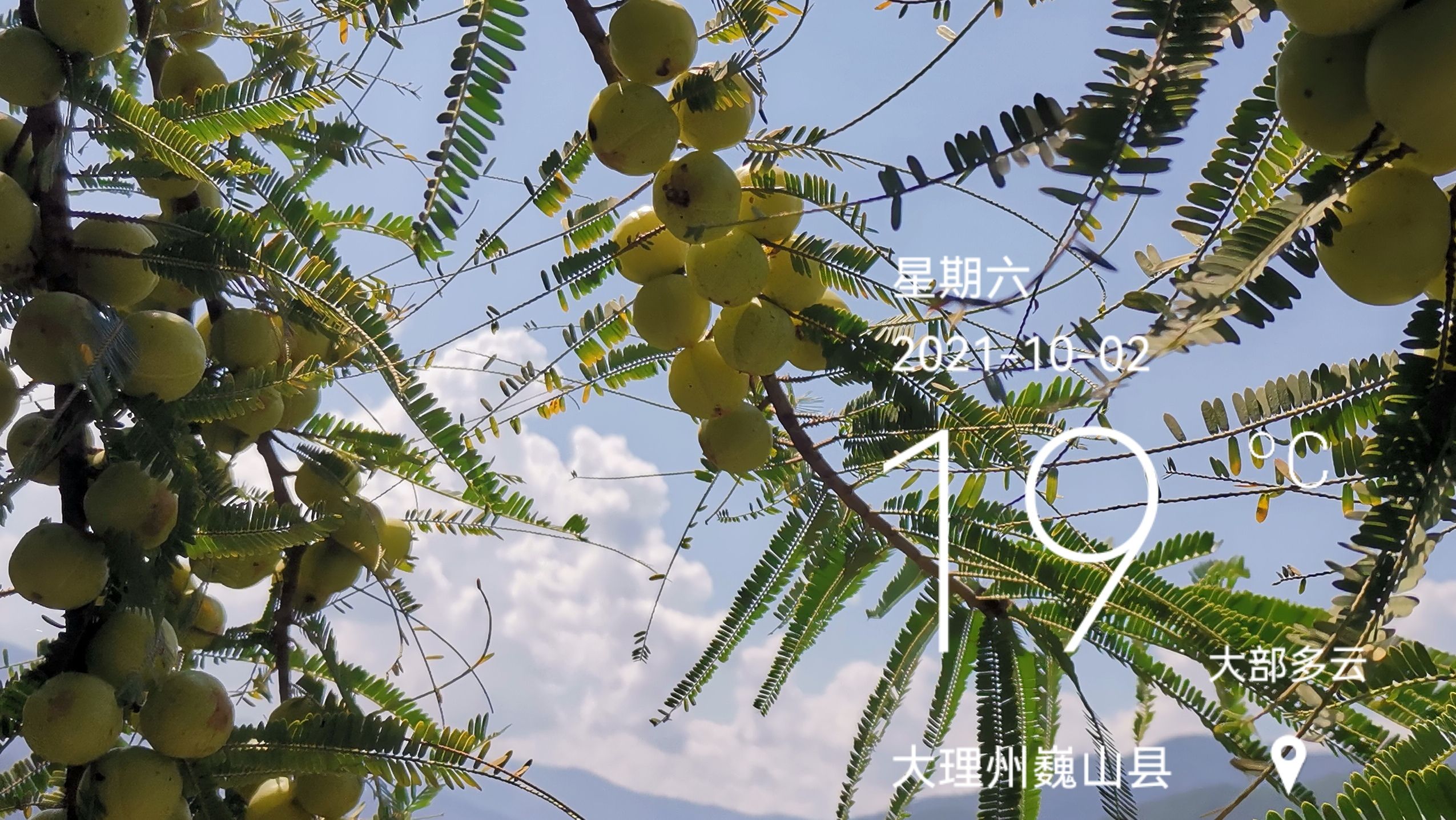 大量野生橄榄，欢迎订购