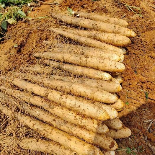 柳州广西白鬼山药