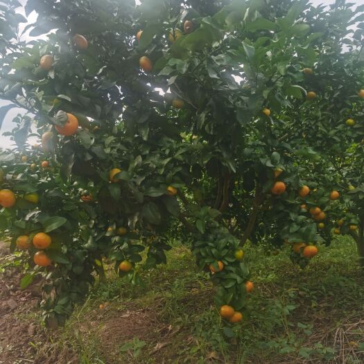 南部县沙糖桔  金秋砂糖橘