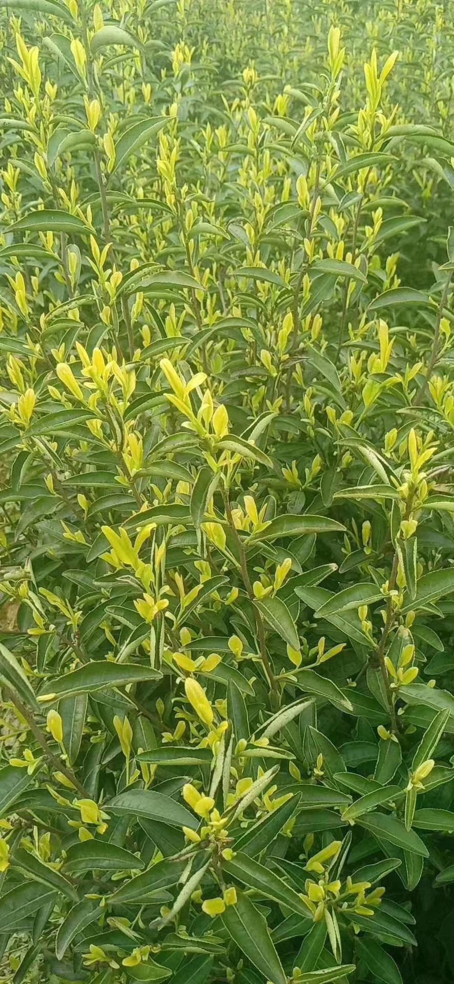 黄芽茶 江西省上饶市横峰县 恒温长期保存 2021-04-05 - 2021-05-16