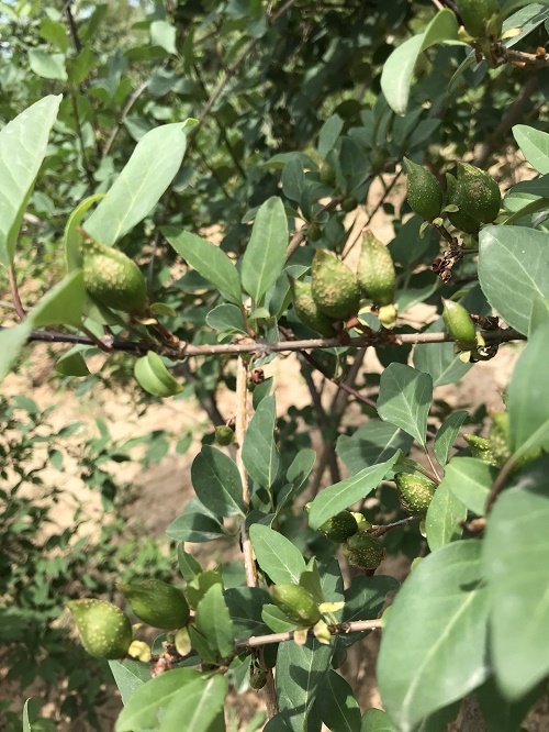 中药材连翘种苗 健康栽培 易存活 成活率高适栽广泛