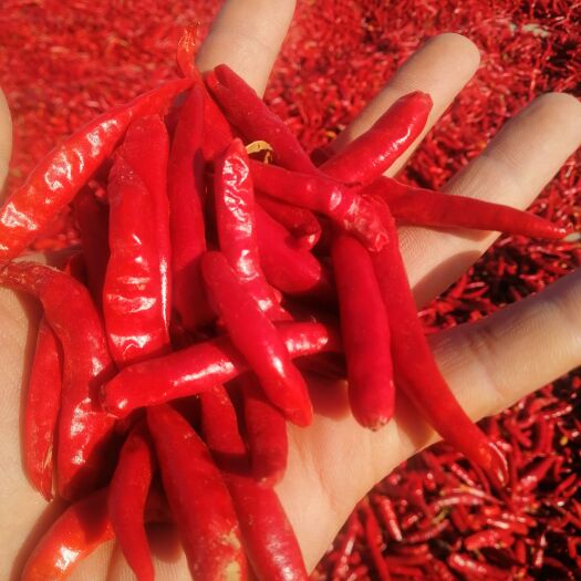 凌海市朝天椒干辣椒 东北辣椒批发价辣辣辣辣辣辣辣辣啊！
