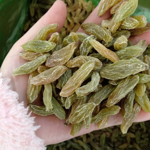 新疆吐鲁番市鄯善县优质绿葡萄干 产地直发 新疆特色干果坚果