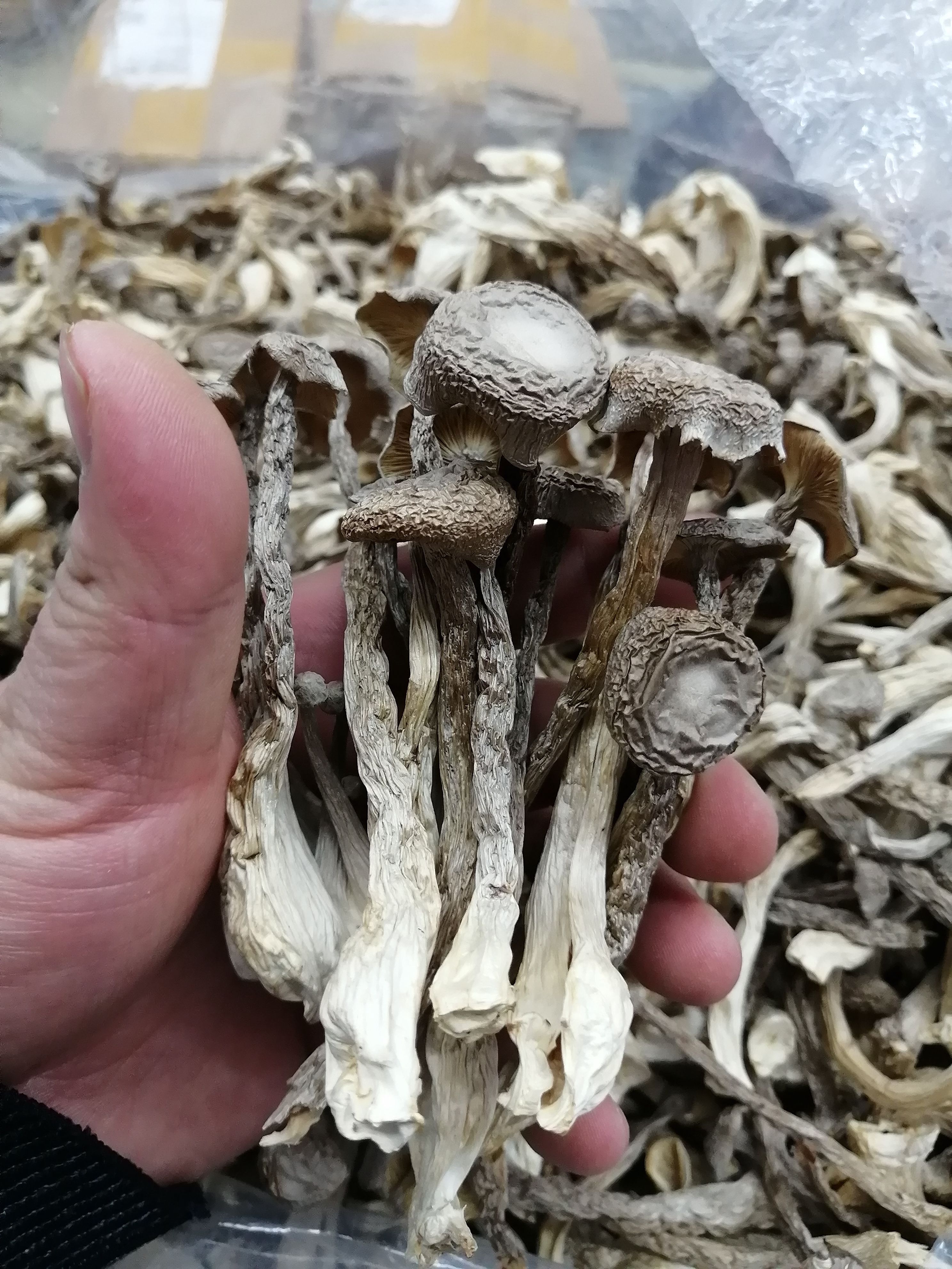 鹿茸菇 鹿茸菇一手货源批发