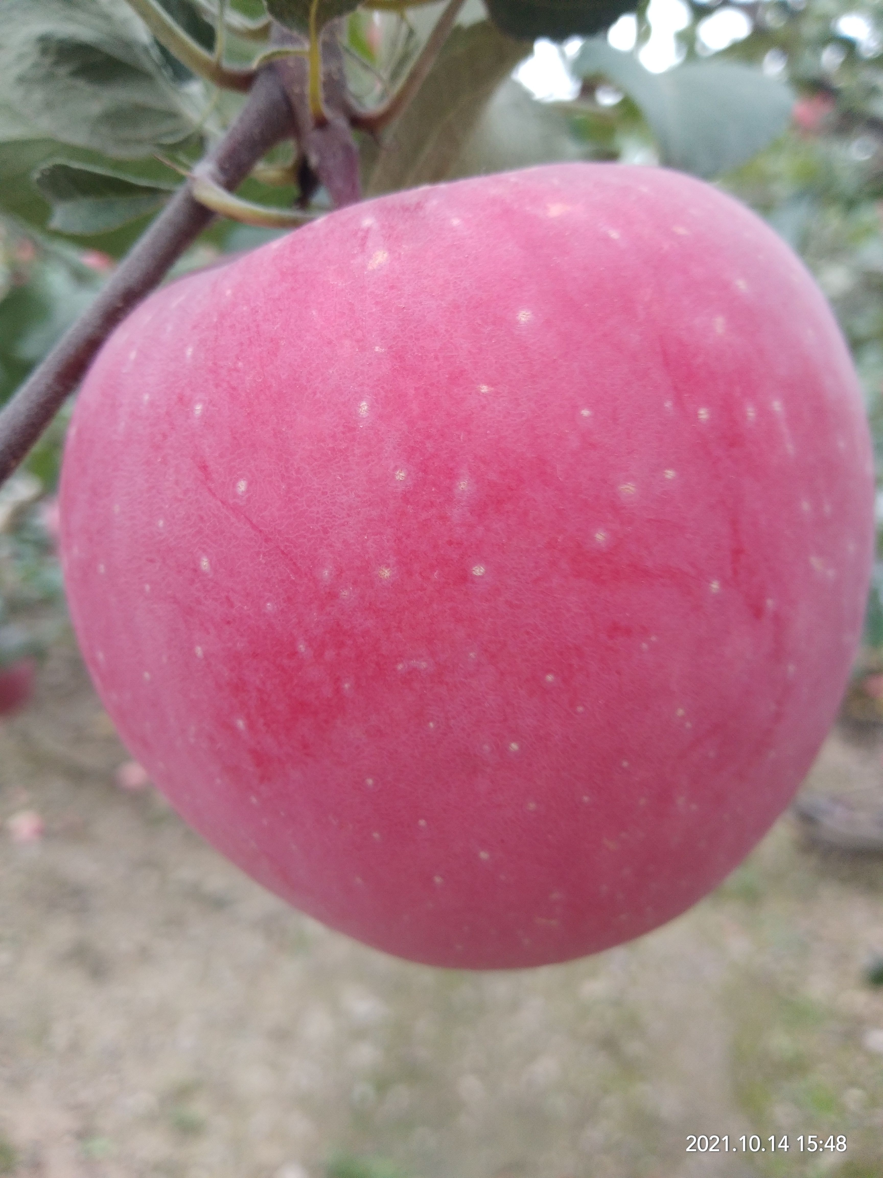 红富士苹果 甘肃会宁纸袋富士上市了