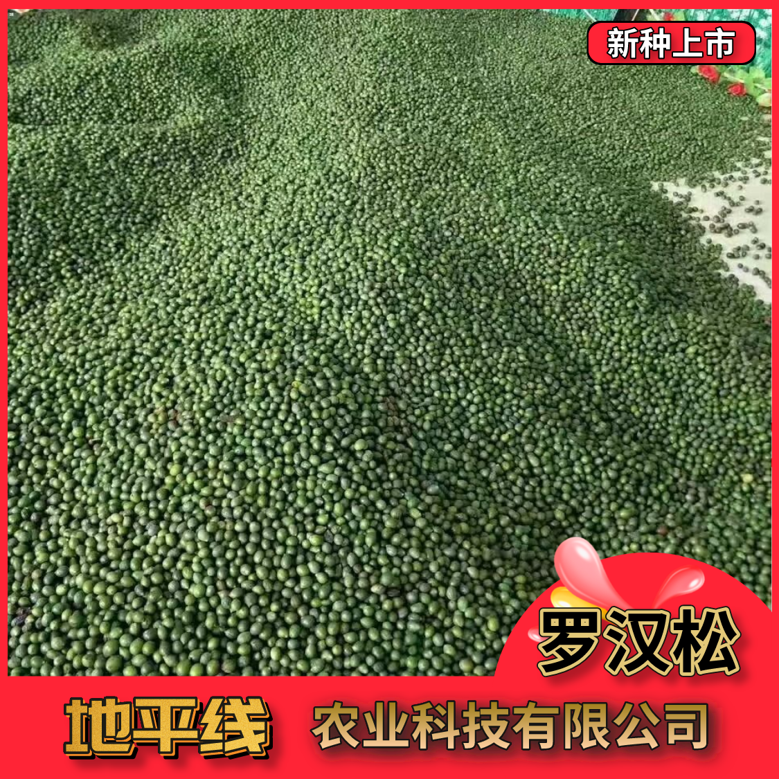沭阳县新采罗汉松种子小叶罗汉松种子珍珠罗汉松印度雪松种子包邮