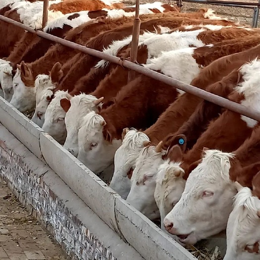 蒙城县一一肉牛基地现售大小牛犊