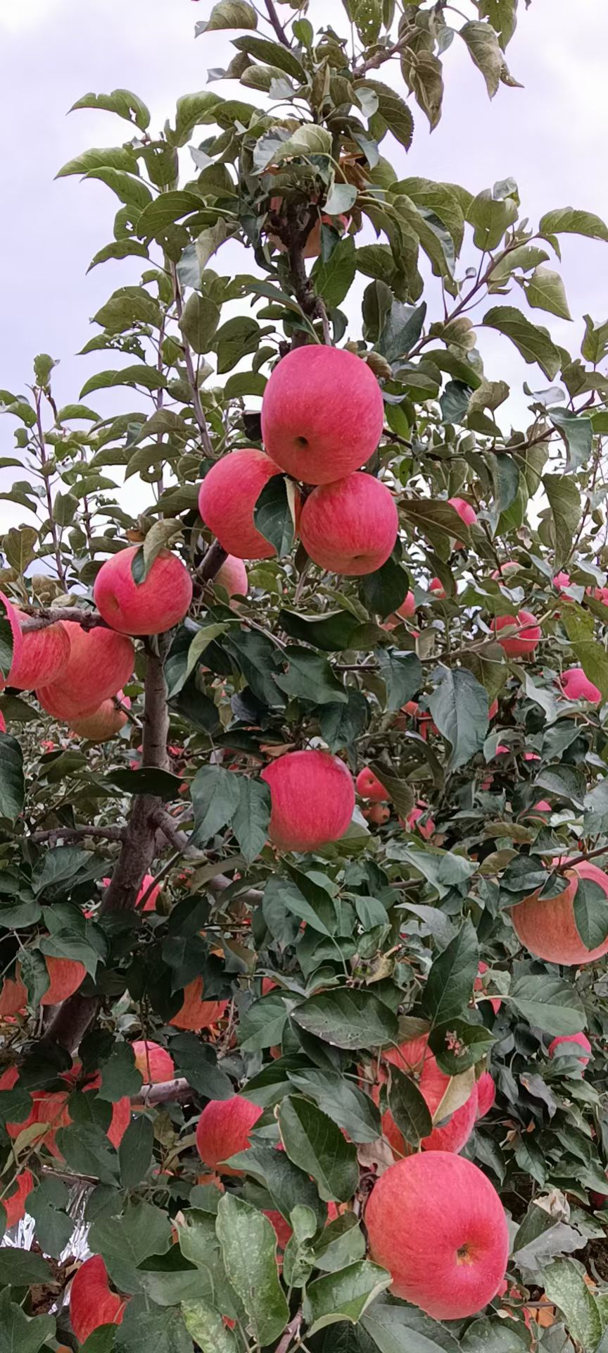 寒富苹果，表光好，红度好，口感好，果型好