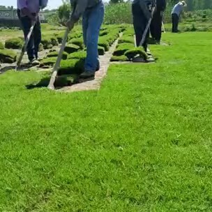 句容市景观草坪草卷马尼拉百慕大及运动场草坪