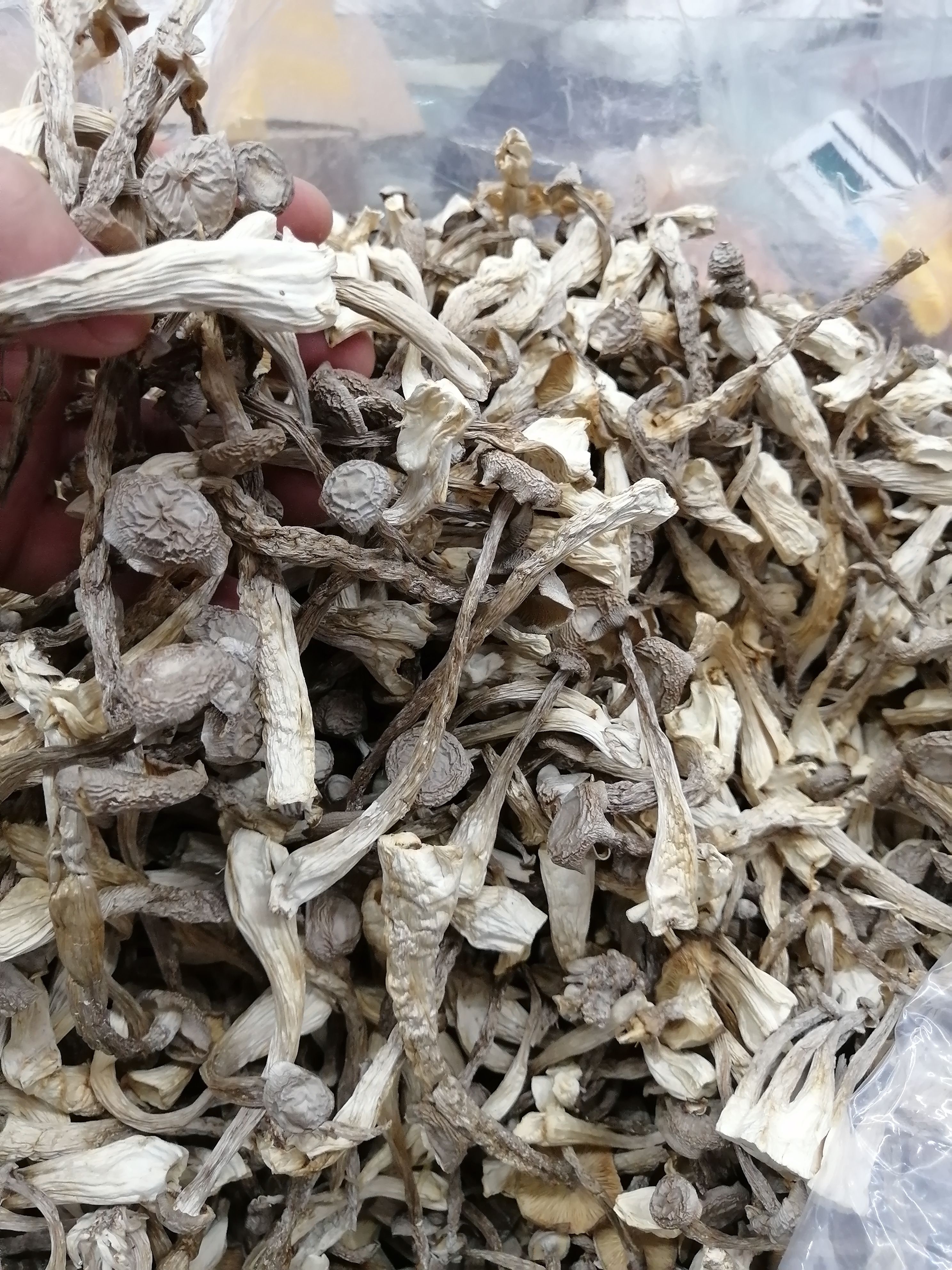 鹿茸菇 鹿茸菇一手货源批发