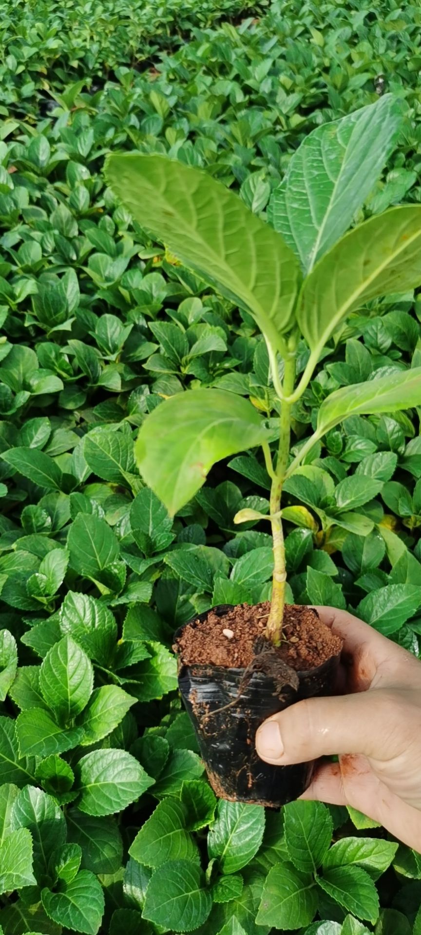 无尽夏绣球  绣球小苗  昆明绣球花苗重瓣安娜八仙花绣球种苗