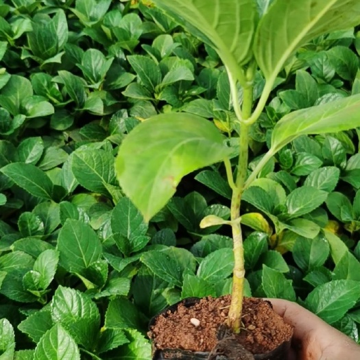 昆明无尽夏绣球  绣球小苗  昆明绣球花苗重瓣安娜八仙花绣球种苗