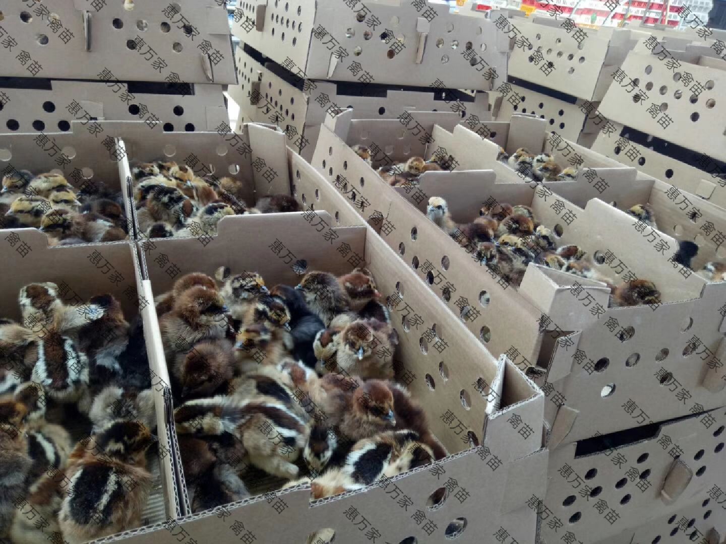 高脚乌土鸡苗 高细脚土鸡苗 白皮土鸡苗 乌皮土鸡苗