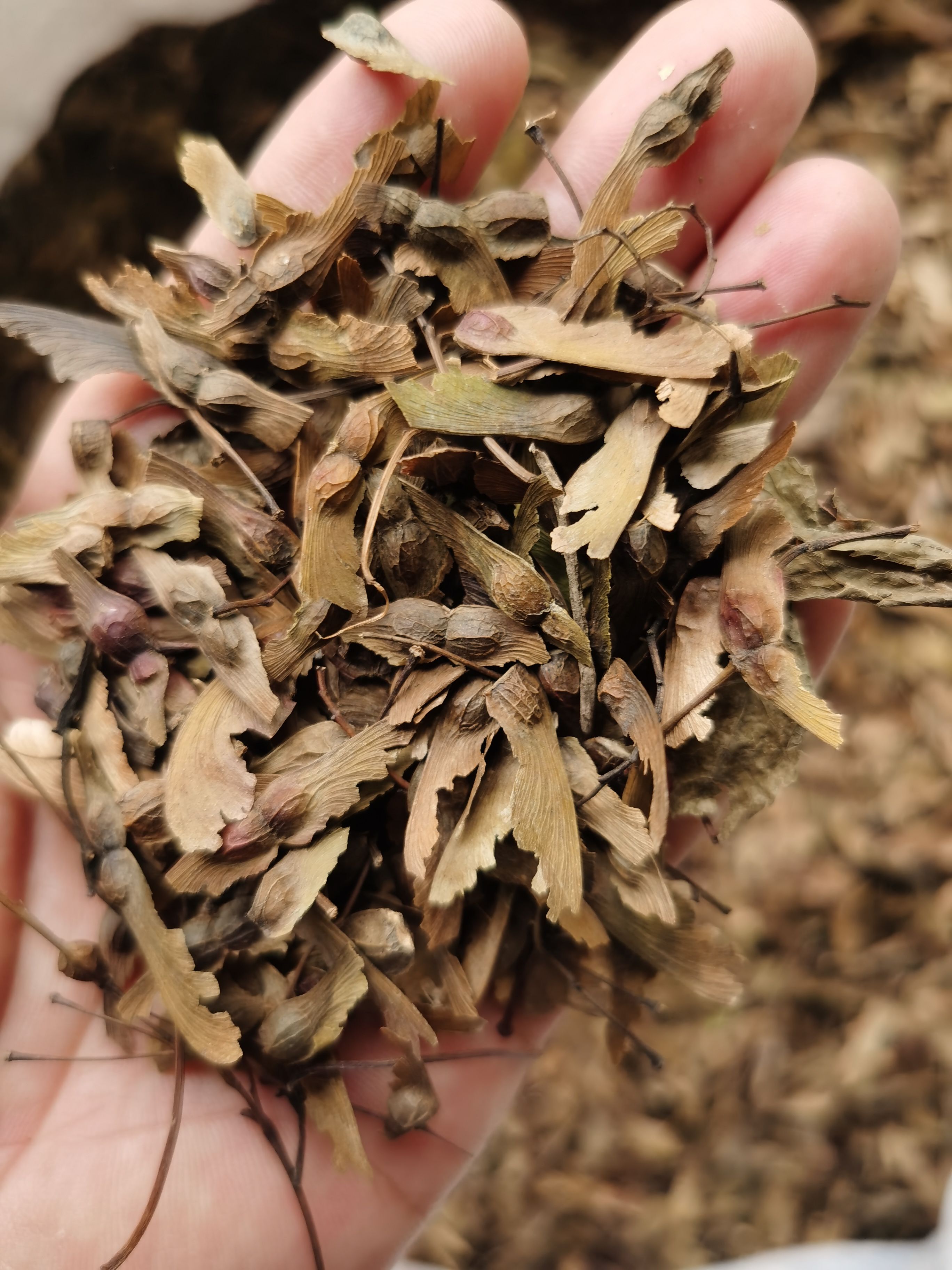  红枫种子 槭树科红枫种子 彩叶树种 红枫种子价格