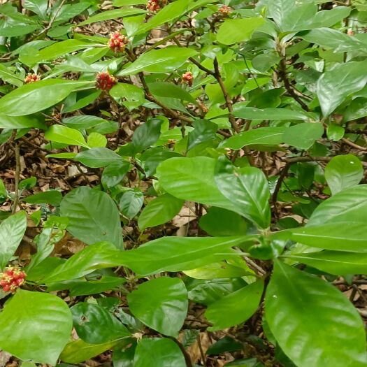 隆林县大驳骨  小驳骨草，现采现发。