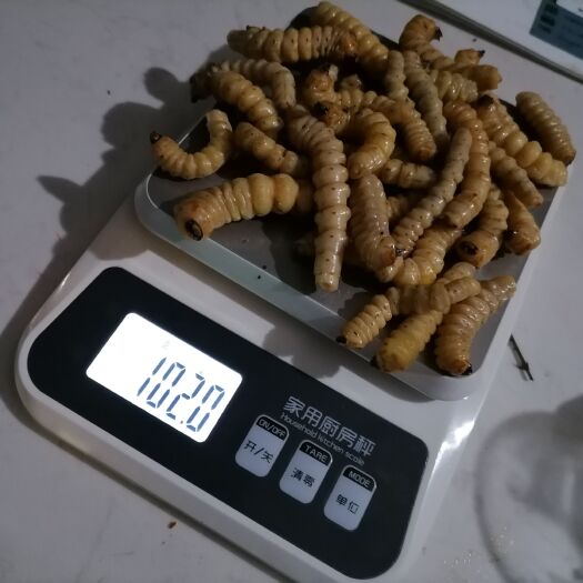 东安县 斗米虫云实树天牛幼虫