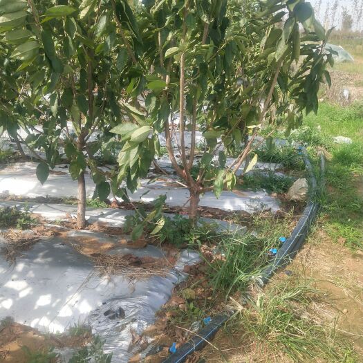 泰安 吉6根系三年樱桃苗，5至7公分，黄密四千多棵，果甜，黄中泛红