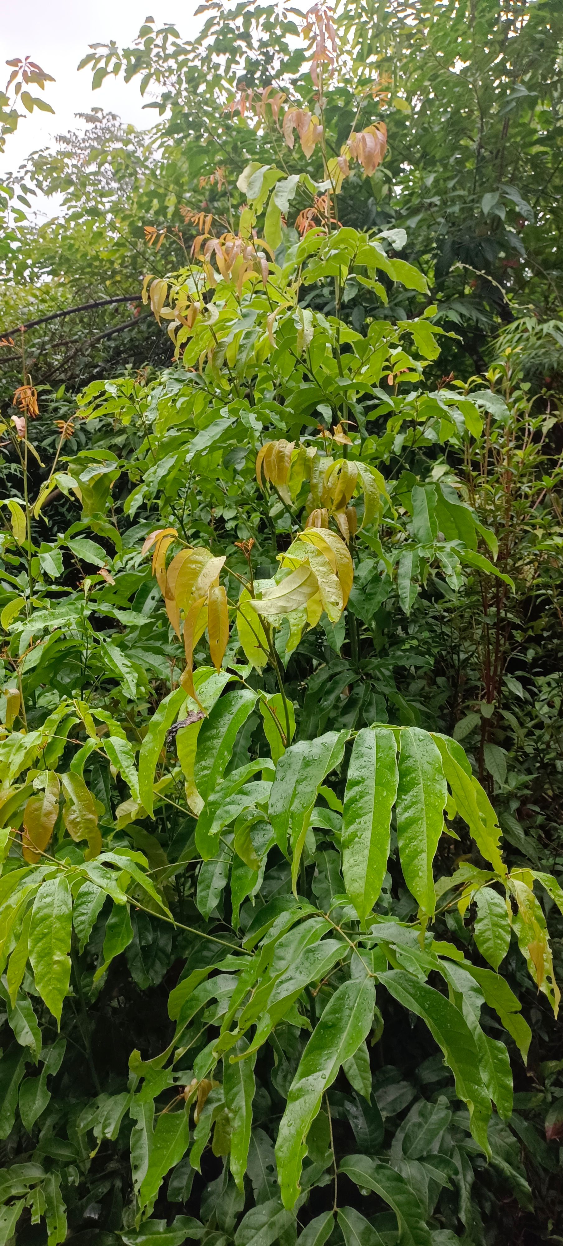 厚朴  山里的黄榉叶，下单现采。
