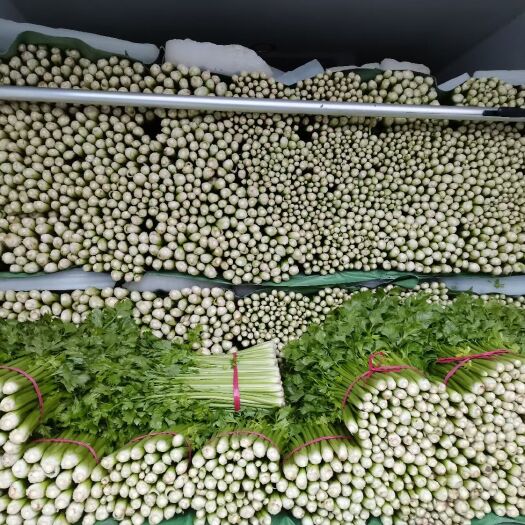 砀山县芹菜 西芹 法国皇后 产地直销 全国代发货