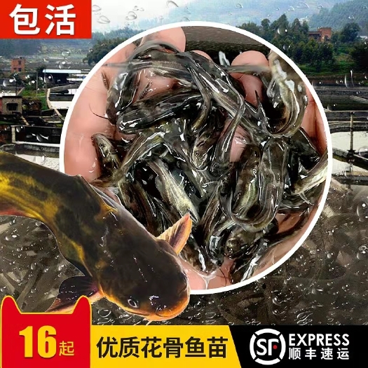 东海县黄骨鱼苗   黄颡鱼 黄骨鱼 昂刺鱼  黄辣丁原塘口养殖