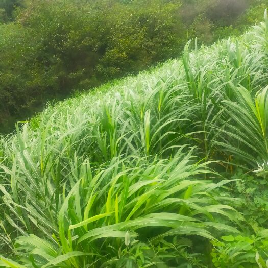 干草  青贮饲料干料牧草皇竹草甜象草塑料布包裹