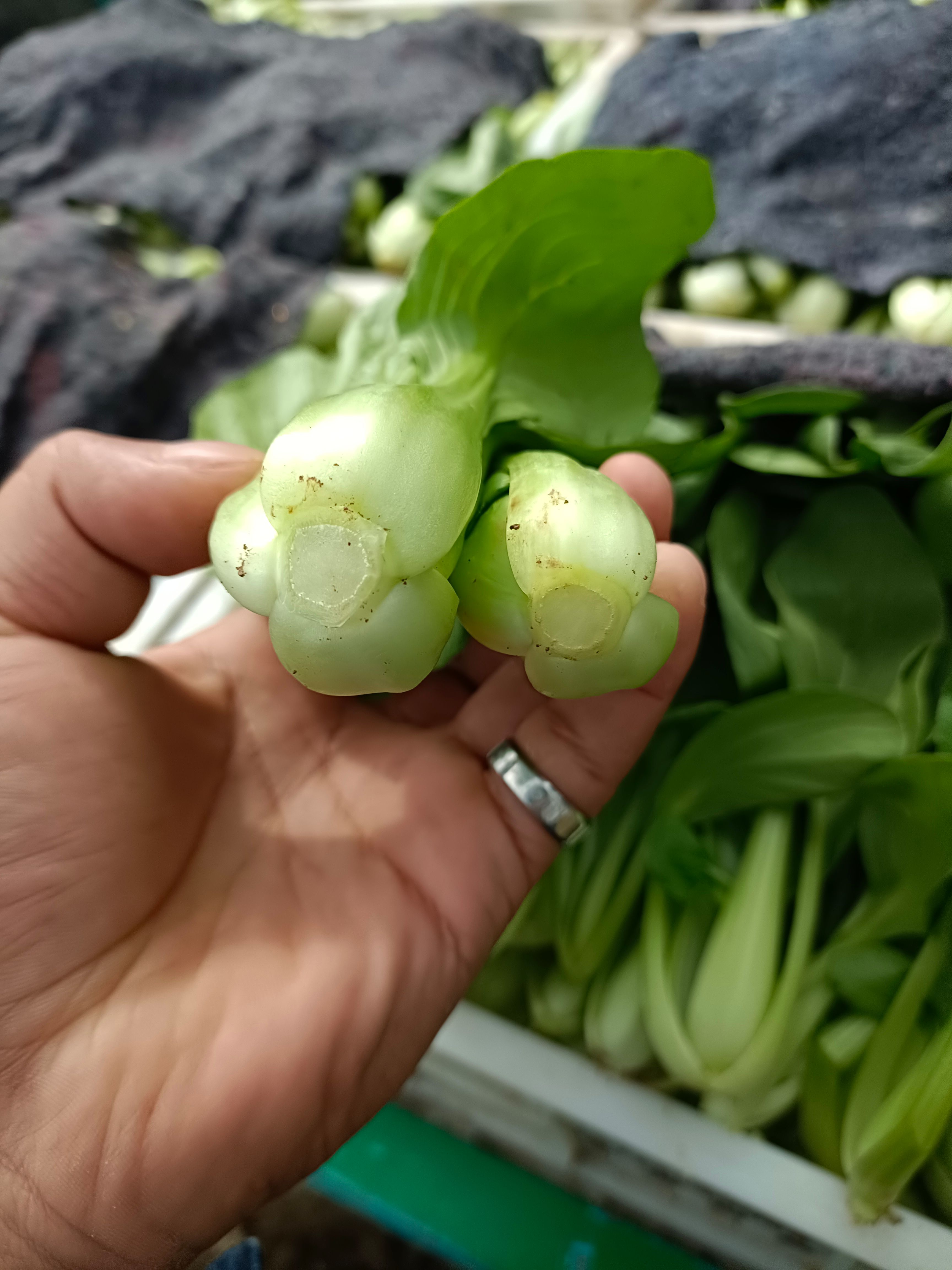 精品大，中，小颗上海青，常年货量充足，万亩基地
