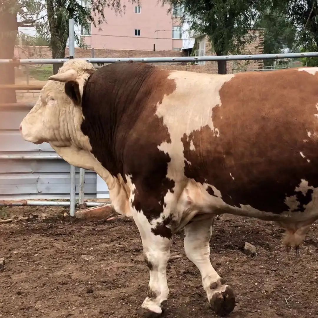 一一肉牛基地现售大小牛犊