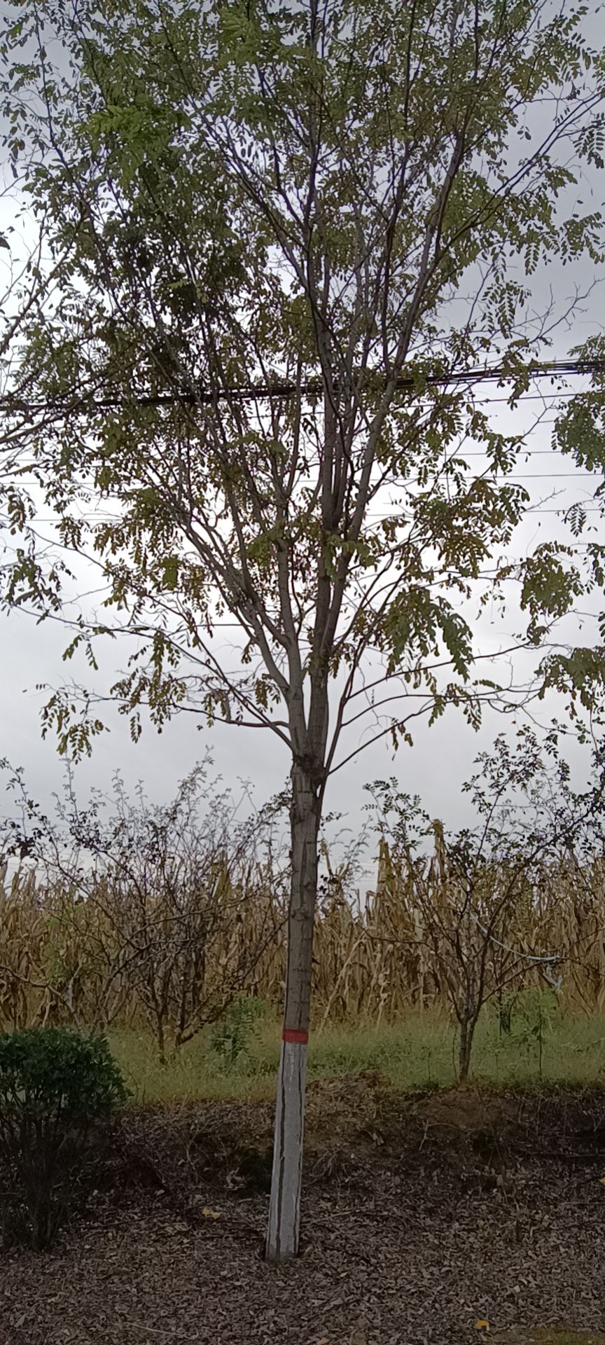 香花槐 2.5~3米 12~14公分 14~16公分 1~2米 带土球发货 