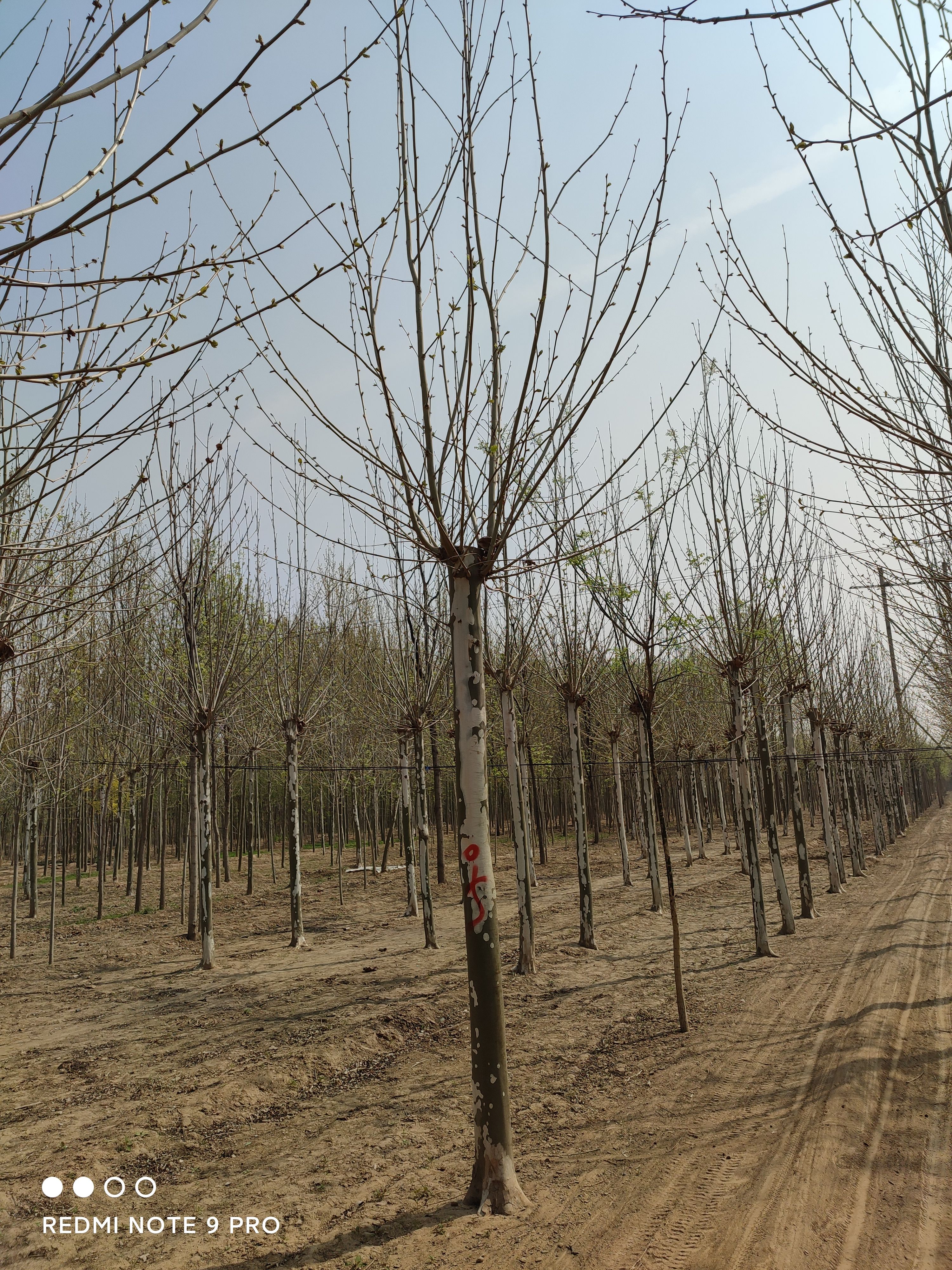 法国梧桐  法桐，泡桐8-25公分