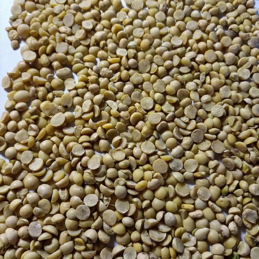 五大连池黄豆瓣 豆瓣优1级上市做豆腐  豆浆  豆制品 榨油蛋白41