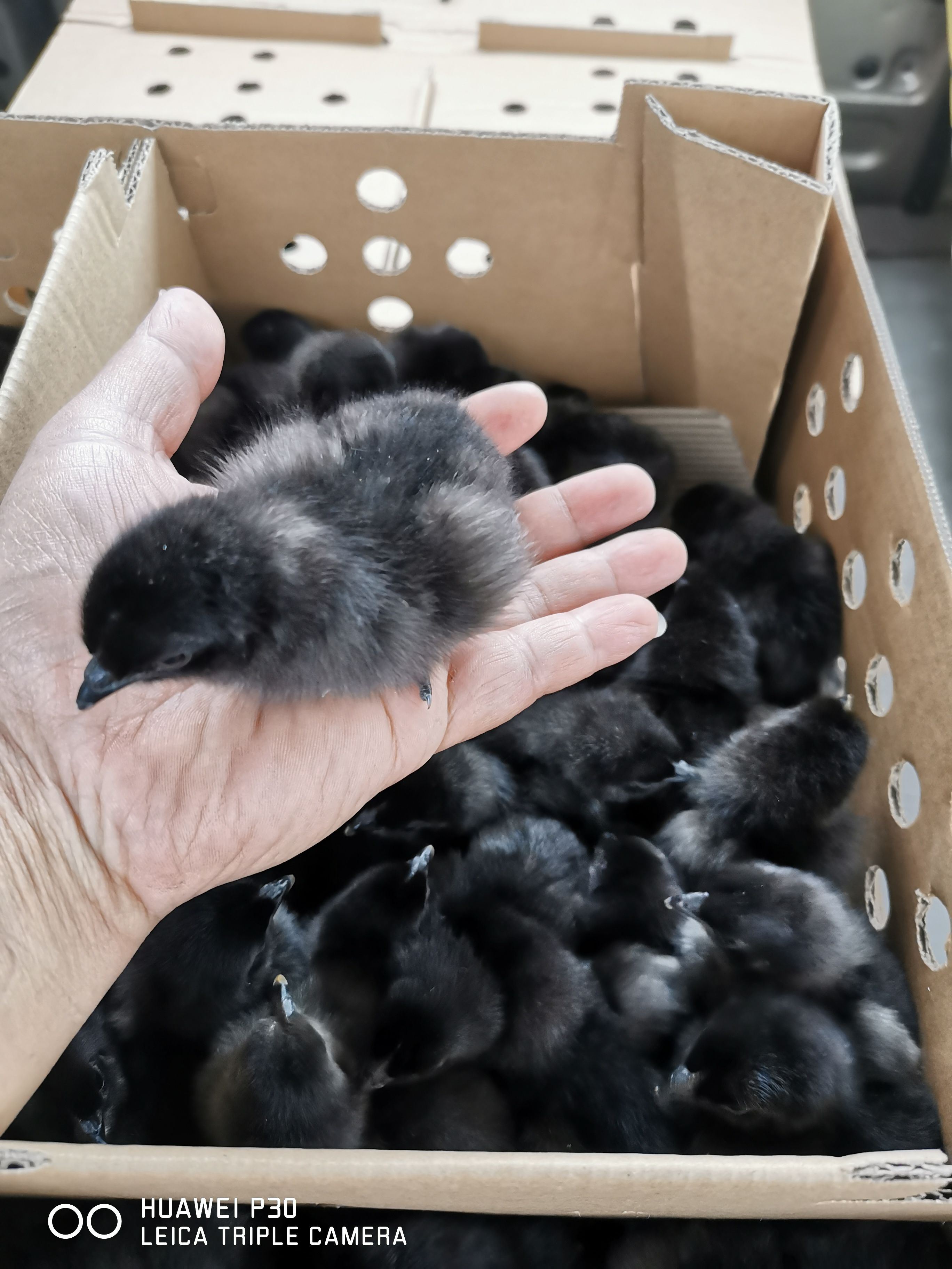 鸡苗，大种五黑鸡苗，蛋大，母可长到四斤半左右，