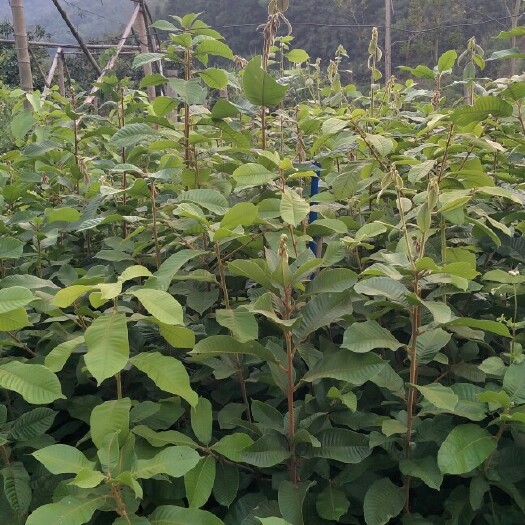 佛冈县广东大叶风流果苗，品种优良，皮薄肉厚，果肉香甜，早熟高产