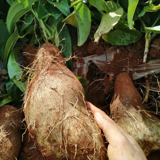 文山市秤砣山药 称砣山药吃火锅的主要 口感软糯香滑，一件代发，欢迎下单