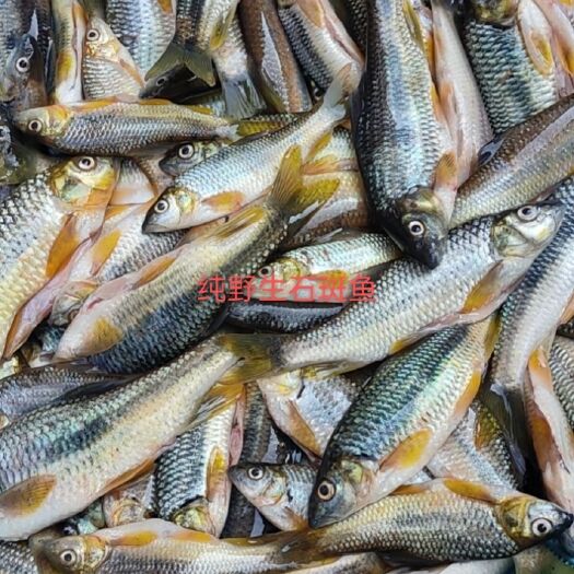 宁都县 淡水石斑鱼，马口鱼
