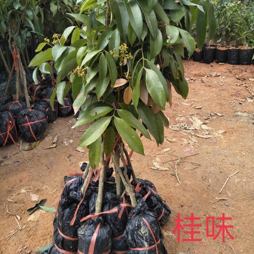 灵山县妃子笑荔枝苗