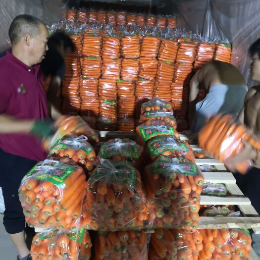 靖边县三红胡萝卜 优质胡萝卜最后一个月，一天一个价，采购从速。