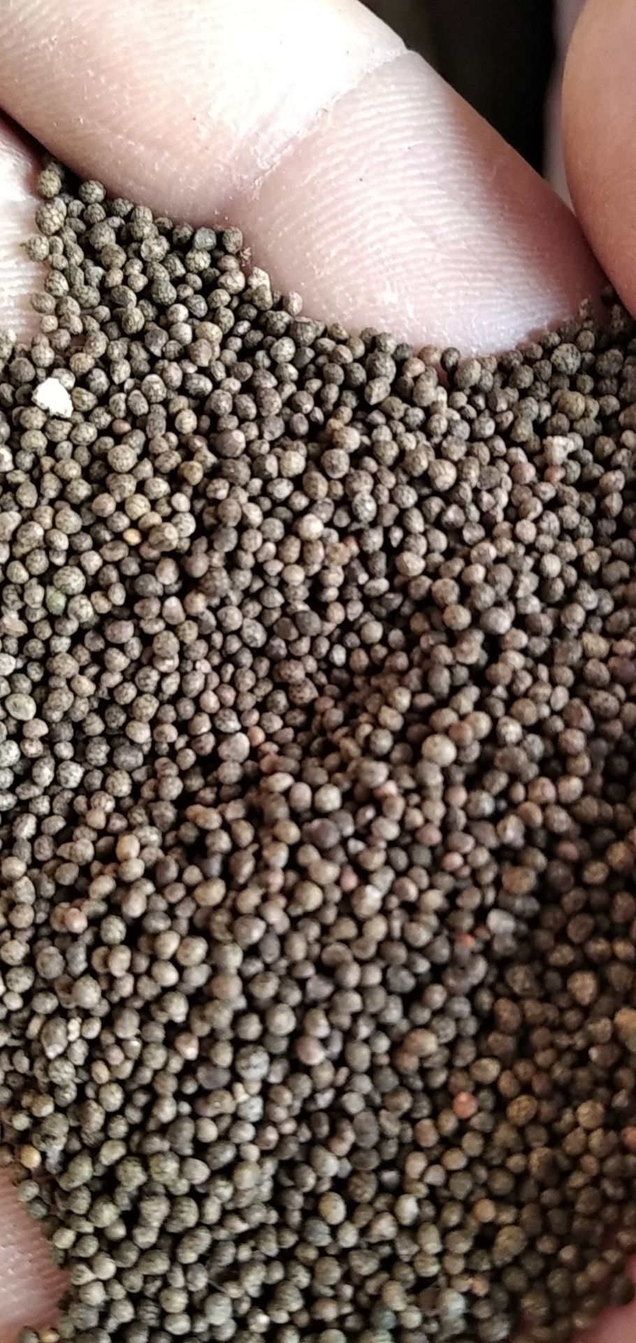 河南信阳苏子 紫苏子 批发零售